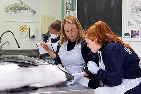 Professor Karen Stockin in the lab with students, examining a Common Dolphinpost mortem